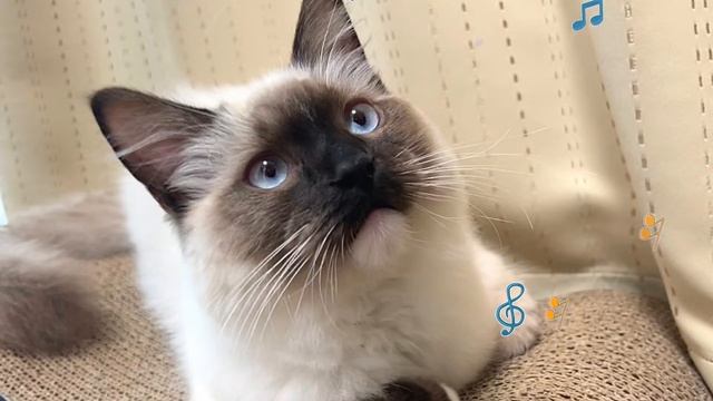 【purr and piano】猫のゴロゴロ音【作業用・就寝前・治癒力向上・自律神経を整える】 смотреть онлайн