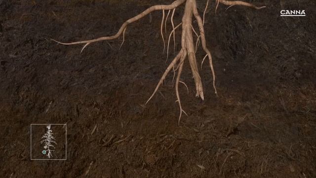 (US) CANNA Terra Vega смотреть онлайн