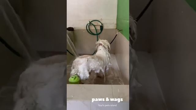 Life Is Better With A Freshly Groomed Pup By Your Side. 🐾 Lhasa Apso Grooming