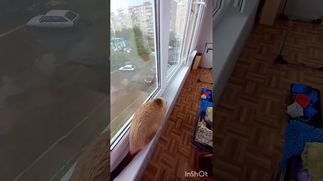 🐈Вкусная ли мошка.Дождь а дома уют и тепло❤️ смотреть онлайн