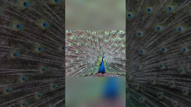 Photos of insanely beautiful peacocks in the wild #beautiful #photo #the #peacocks смотреть онлайн
