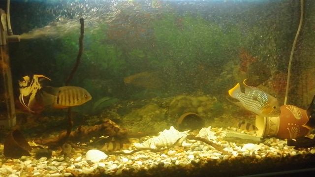 Акара бирюзовая 🐠