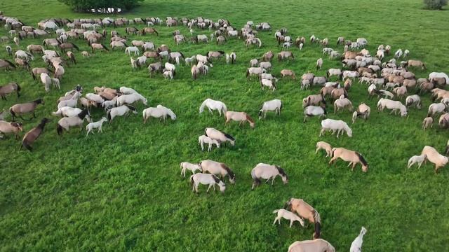 Праздники закончились и я уехал к лошадям в поля/ Развитие коневодства/ Башкирская порода лошадей смотреть онлайн
