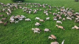 Праздники закончились и я уехал к лошадям в поля/ Развитие коневодства/ Башкирская порода лошадей