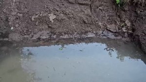 Будни Фермера / Посмотрели как формируются косяки после того как мы отпустили жеребцов