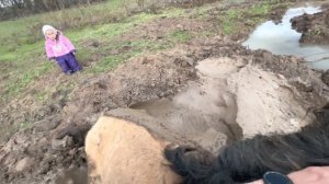 Очередное спасение нашей Башкирской лошади/ Разведение лошадей как бизнес/ Башкирская порода лошадей