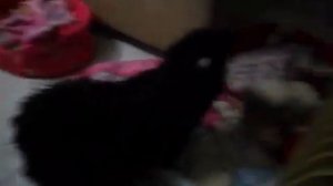 Lhasa Apso  VS  Shih-Tzu 1
