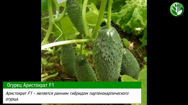 Огурец Аристократ F1: краткое описание и фото