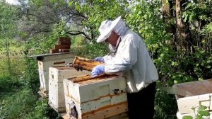 Пчеловод и пчёлы #пчеловод #пчёлы