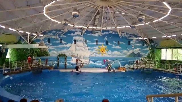 Дельфинарий.Н.Новгород.Траектория дельфинов 🐬 смотреть онлайн