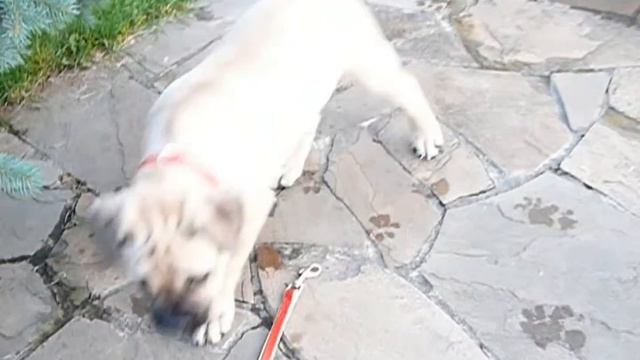 Ка де Бо.Ca de Bou kennel 