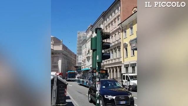 Alveare di api in Corso Italia a Trieste смотреть онлайн