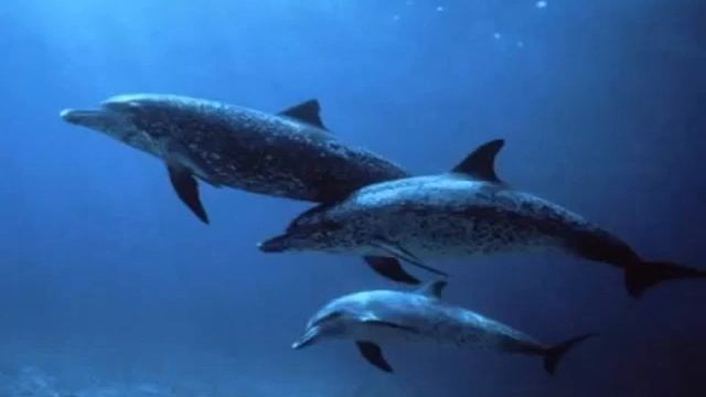 SLEEP Music: CALM : RELAX: TIME OUT: MEDITATE - dolphin sounds and waves - Musica para Bebes смотреть онлайн