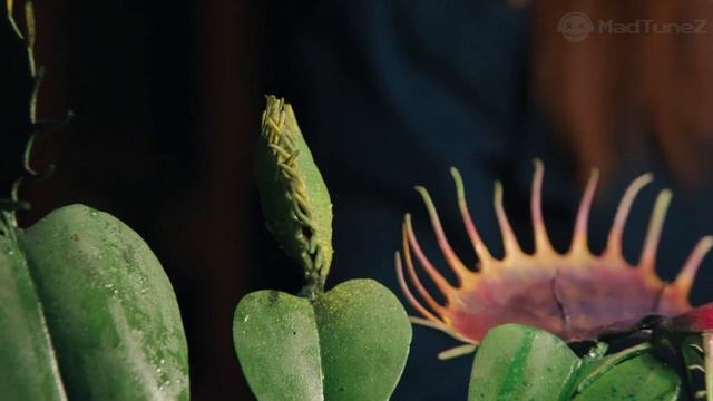 WEDNESDAY Playing Cello смотреть онлайн