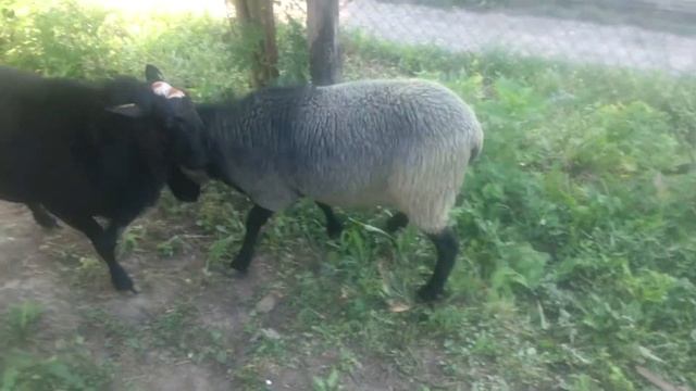 Меч - Romanovske ovce - Романовская порода овец - Romanov sheep rams смотреть онлайн