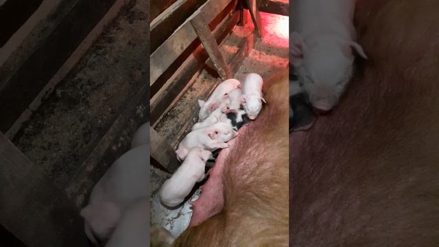 Кучка поросят. смотреть онлайн