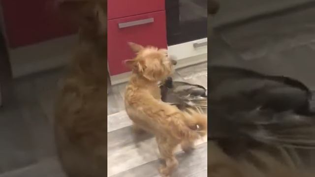 Утка-лучший друг собаки