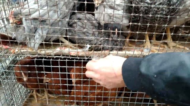 ЯРМАРКА г КРОПОТКИН 25.04.21часть-2,самая разное ! смотреть онлайн