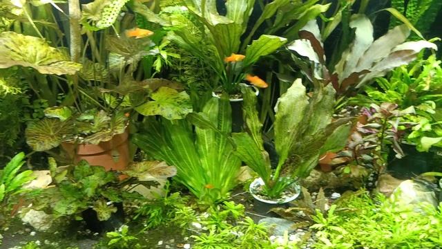 Мой аквариум в Севастополе на 240 литров. смотреть онлайн