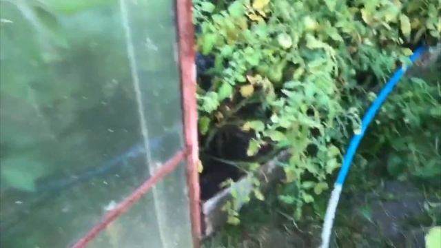 Страшно назревающий урожай в теплице