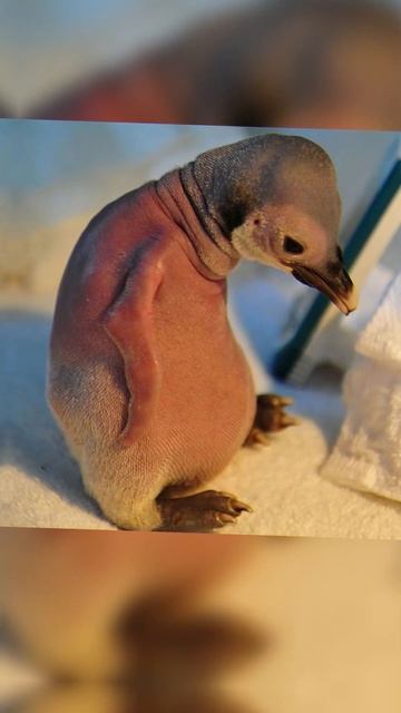 HOW ANIMALS LOOK WITHOUT FUR! #animals #animalfacts #facts #animalknowledge #cute смотреть онлайн