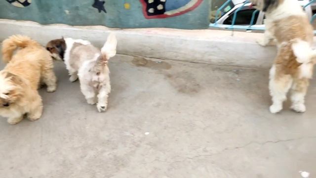 My All Dogs Shih Tzu, Lhasa Apso, Black German Shepherd #subscribe