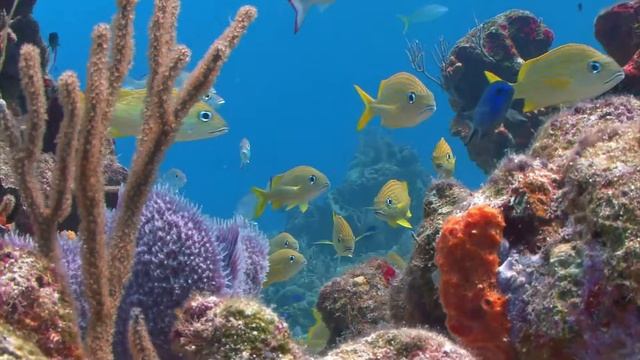 Stunning Underwater Footage - Relaxing Music With Colorful Underwater Life Video смотреть онлайн