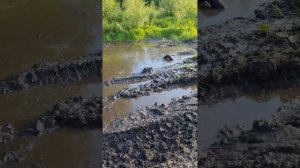 Дрожь болот