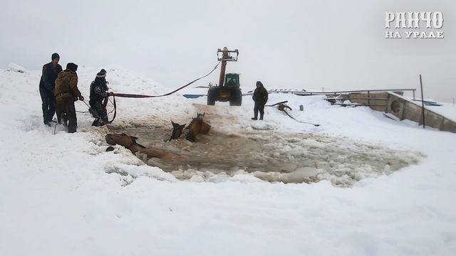 Спасаем Лошадей из Ледяной ловушки/Жизнь в Деревне/Ранчо на Урале смотреть онлайн