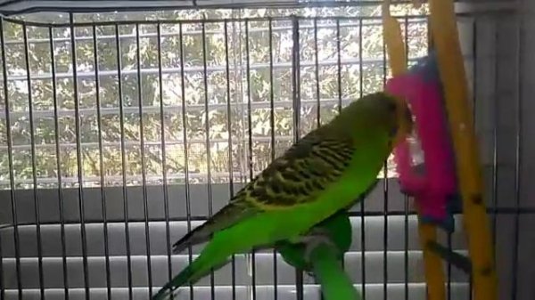 песня про Кешу, это мой попугай