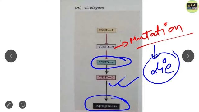 APOPTOSIS IN C.elegans || CSIR NET || GATE || DBT|| ICMR смотреть онлайн