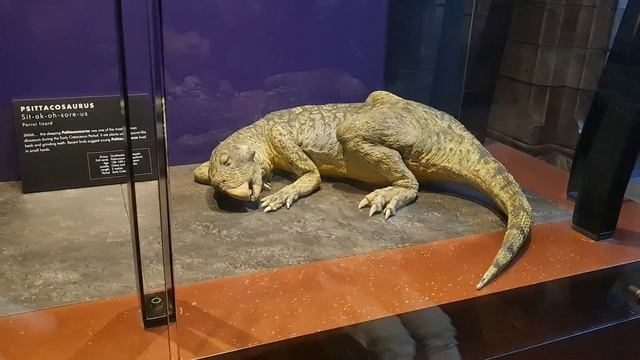 #dinosaur Psittacosaurus смотреть онлайн