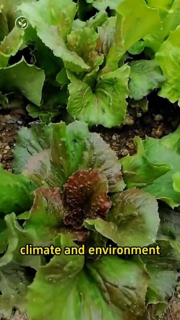 Tips for high Lettuce yields #shortvideo #plants #youtubeshorts #garden #howto #viralvideo смотреть онлайн
