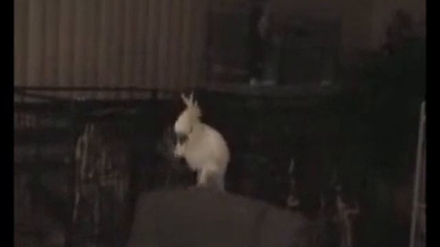 Parrot dancing singing Papa Americano смотреть онлайн