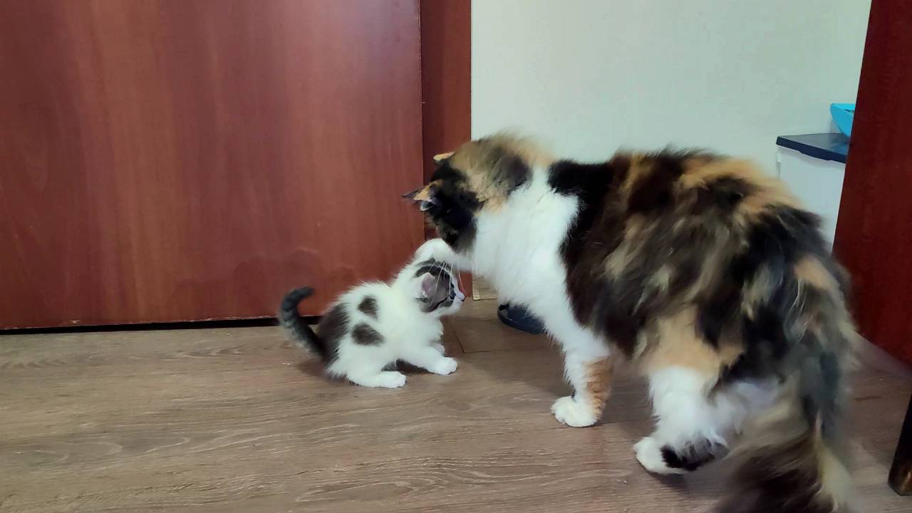 Эй, кошка, не трогай котят. Мама-кошка защищает своих котят.