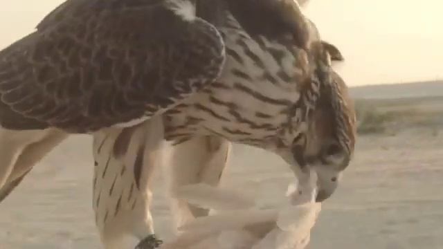 ЖАНУАРЛАР ДАУЫСЫ 🐶🐕🐈⬛🦓🐄|Үй жануарлары жабайы жануарлардың дауыстары.Қазақша