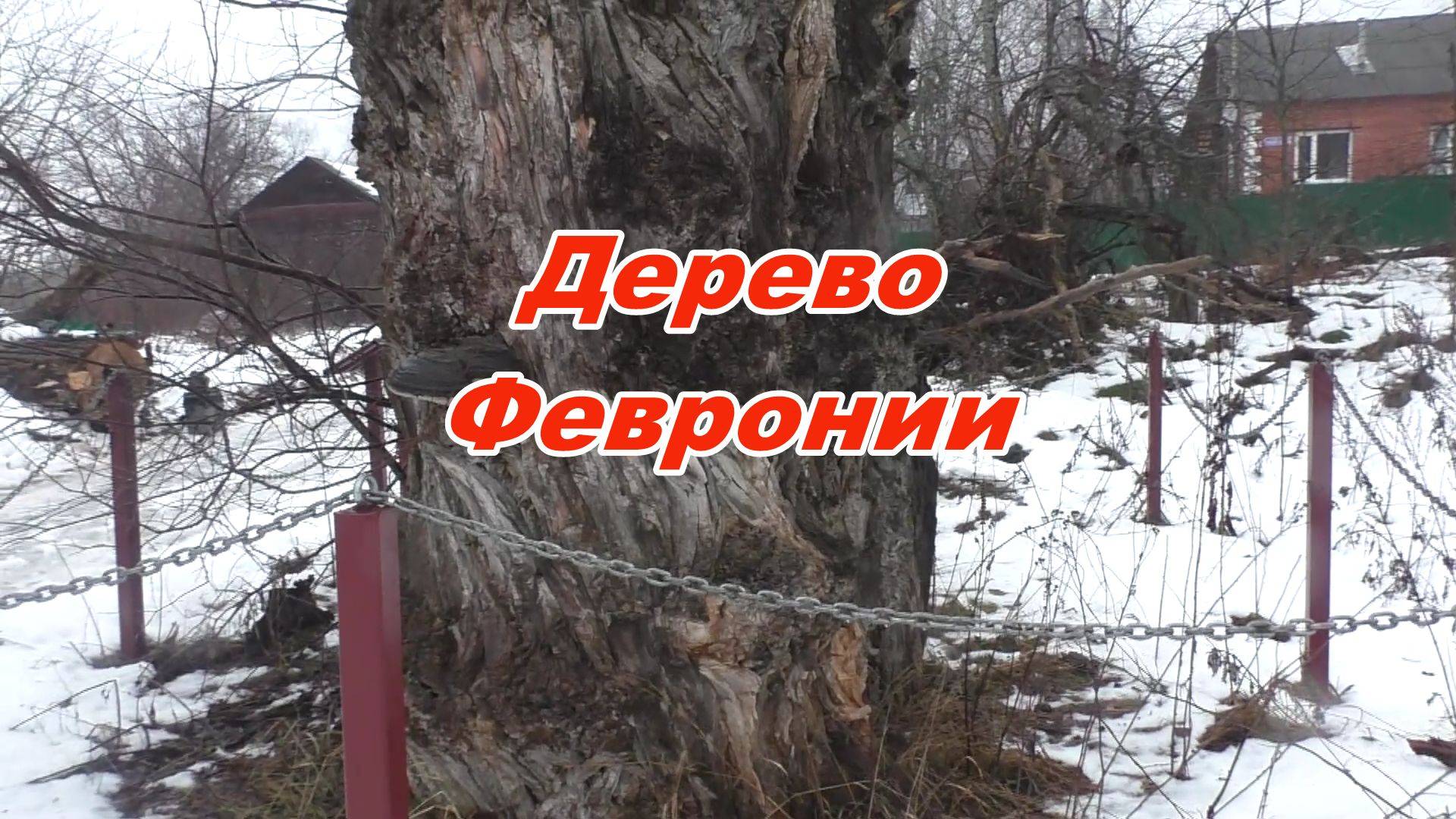 Поехали на рыбалку А НАШЛИ ГРИБЫ! ЗДЕСЬ БЫЛА ФЕВРОНИЯ! Аномально БОЛЬШИЕ ДЕРЕВЬЯ! смотреть онлайн