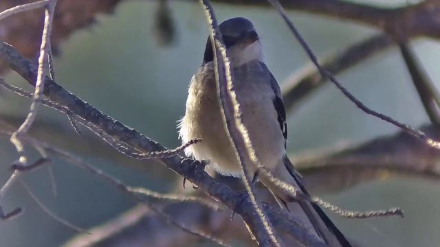 Digiscoping with SA401 and SC001 wifi camera смотреть онлайн