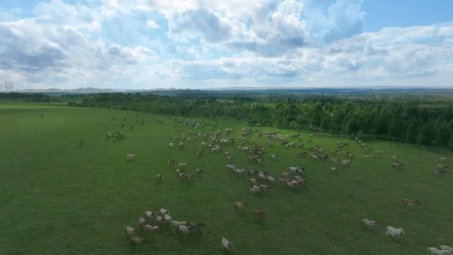Будни Фермера / Базе отдыха на нашем Ранчо БЫТЬ / Жеребят становиться все больше и больше смотреть онлайн