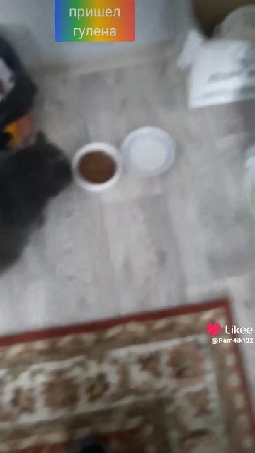 Кот объявился🙏 смотреть онлайн