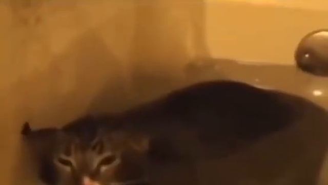sad kitty cat does sad sound :'c (mleb.mp4) смотреть онлайн