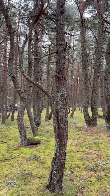 Танцующий лес, Куршская коса, Калининградская область смотреть онлайн
