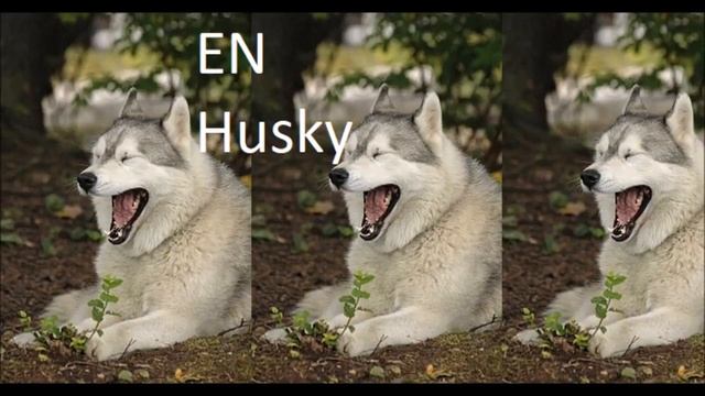 EN Husky