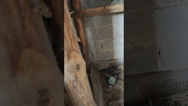 Подготовка нового места для наших животных смотреть онлайн