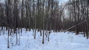 Начались зимние приключения | Наконец- то на новой ферме появилось первое племенное стадо