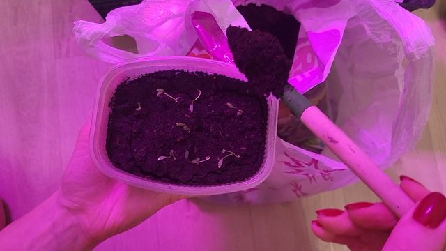 Семена взошли! Что дальше? Выращивание дихондры из семян🌿 смотреть онлайн