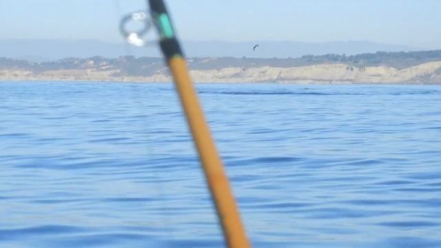 Gray Whale of La Jolla, CA. 12-31-13 смотреть онлайн