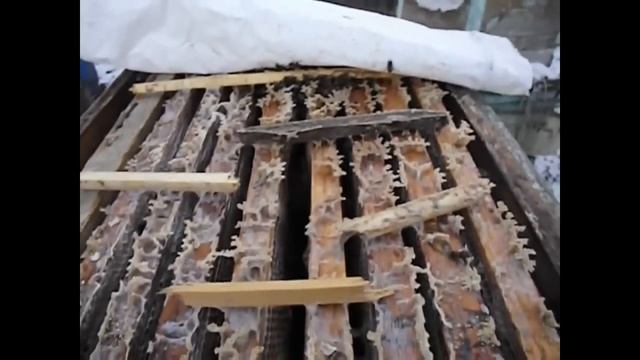 зачем осматривать пчел в декабре ? - зимняя работа на пасеке смотреть онлайн