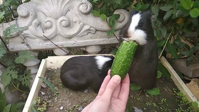 Морские свинки с огурчиком смотреть онлайн