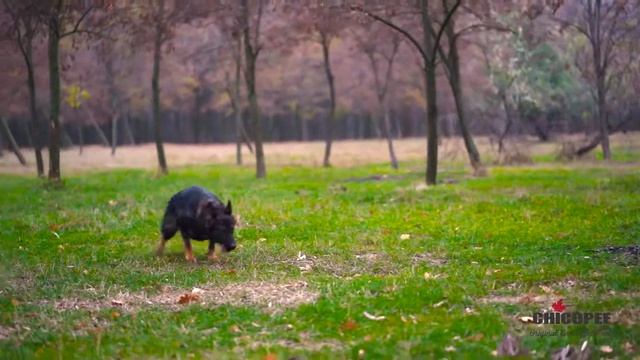 SMM Agency Dynasty смотреть онлайн